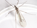 Trichocera regelationis